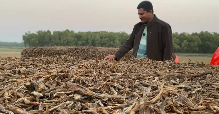 হাতিয়ার চেউয়া শুঁটকি